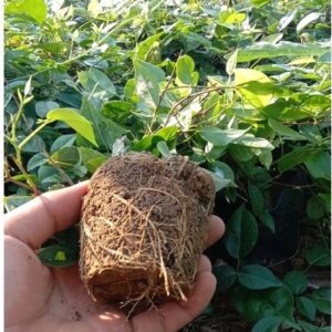 Cây Giống STV Combo 200 Cây