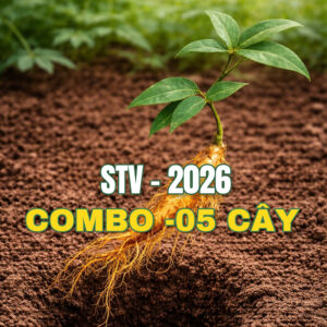 Tích Sản Combo 5 Cây STV2026
